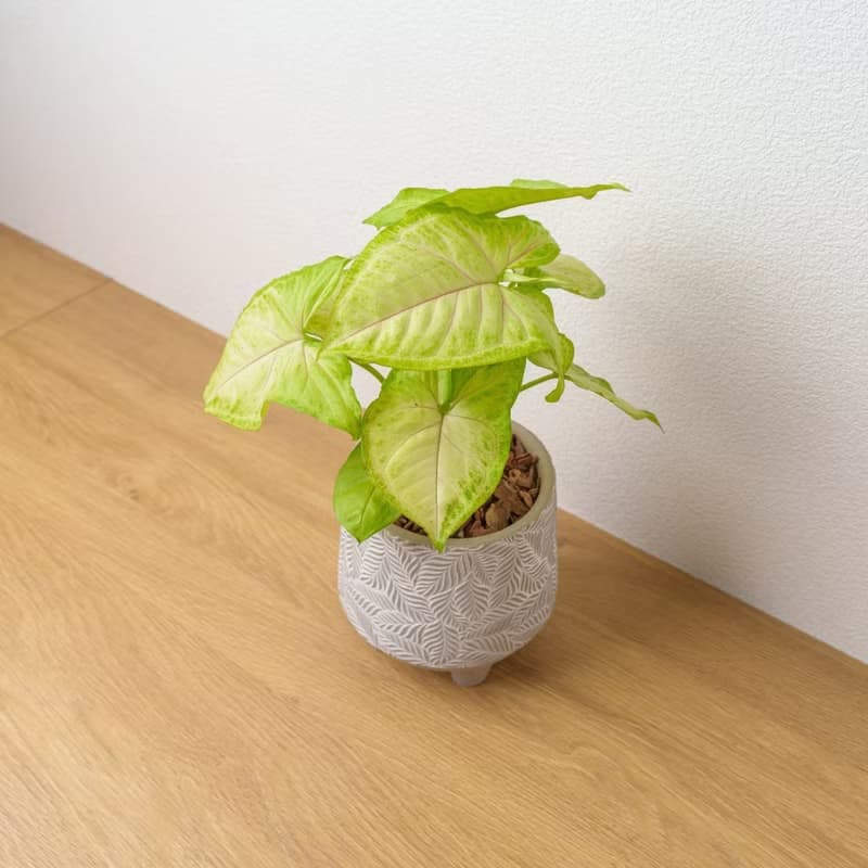 金玉合果芋 小樹葉紋 水泥盆栽 開幕送禮 喬遷禮物 植栽 盆栽