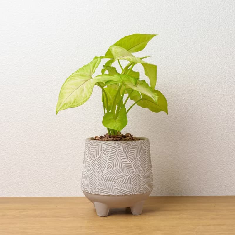 金玉合果芋 小樹葉紋 水泥盆栽 開幕送禮 喬遷禮物 植栽 盆栽