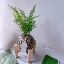 小苔球 波斯頓腎蕨 植栽 淨化空氣