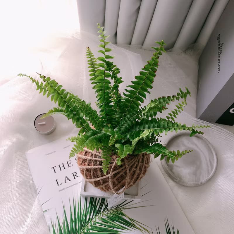 小苔球 波斯頓腎蕨 植栽 淨化空氣