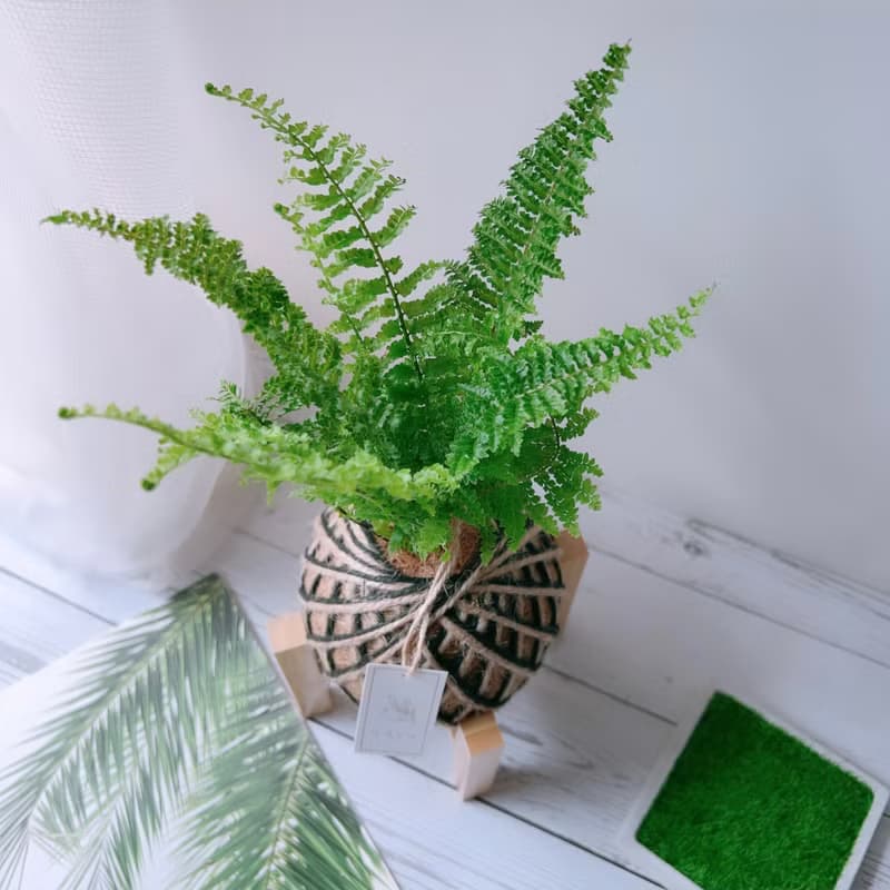 小苔球 波斯頓腎蕨 植栽 淨化空氣
