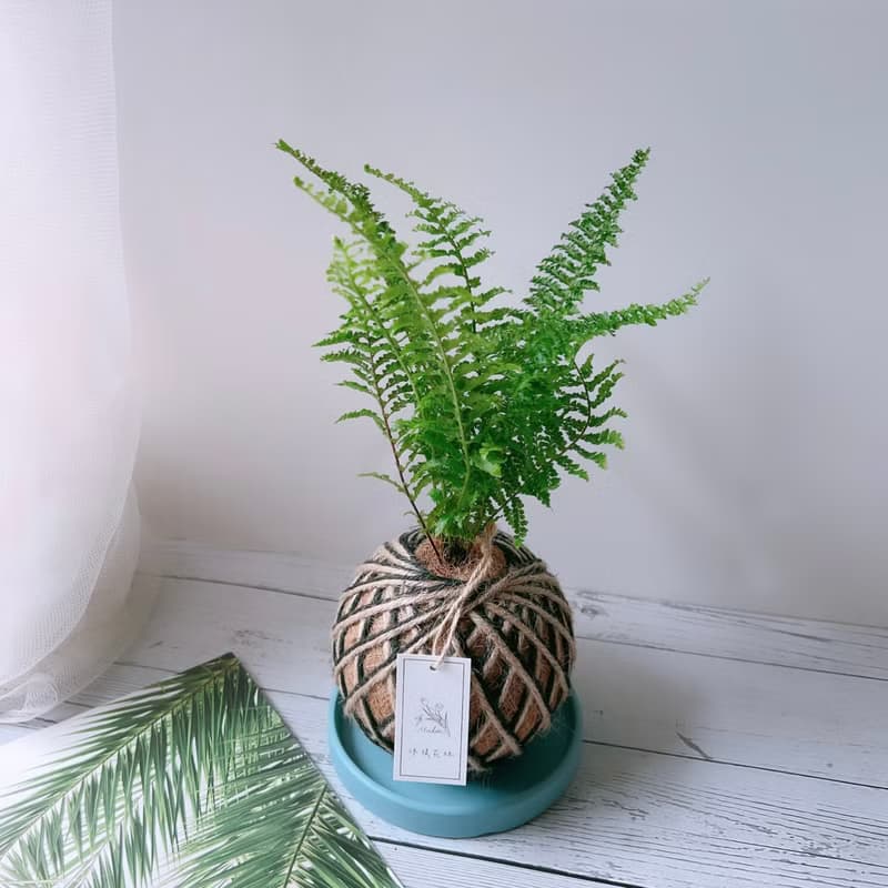 小苔球 波斯頓腎蕨 植栽 淨化空氣