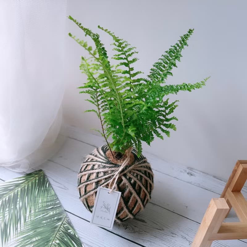 小苔球 波斯頓腎蕨 植栽 淨化空氣