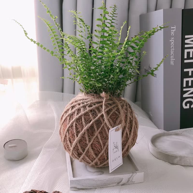 小苔球 波斯頓腎蕨 植栽 淨化空氣
