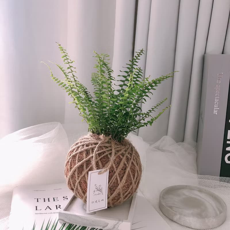 小苔球 波斯頓腎蕨 植栽 淨化空氣