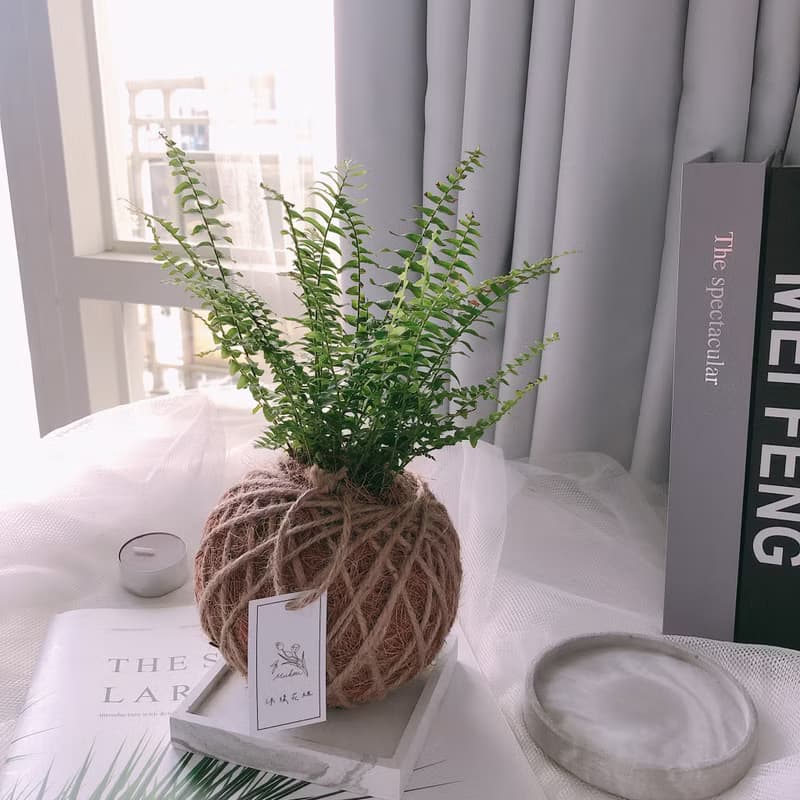 小苔球 波斯頓腎蕨 植栽 淨化空氣