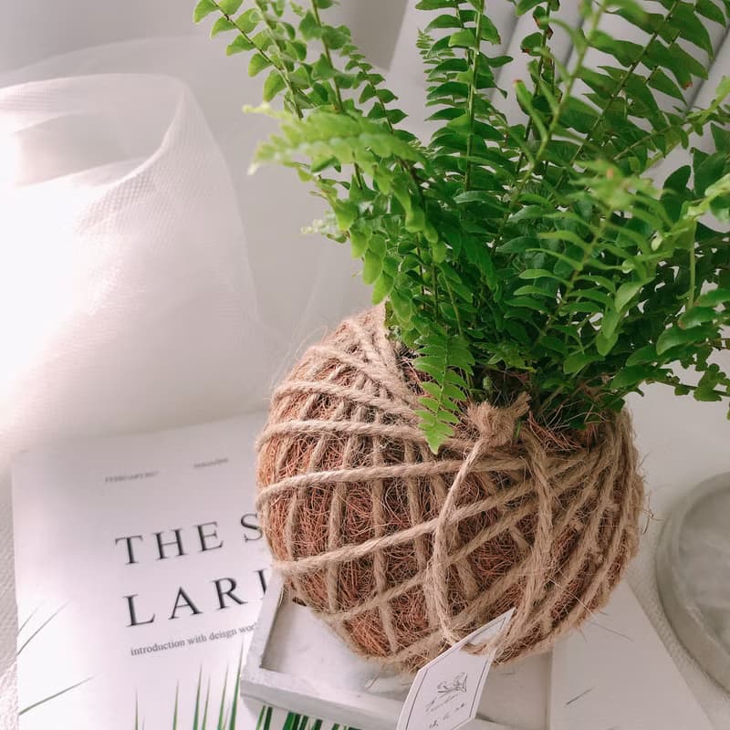 小苔球 波斯頓腎蕨 植栽 淨化空氣