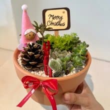 聖誕節 聖誕禮物 天使 松果 節慶送禮 多肉組盆 多肉 創意盆栽