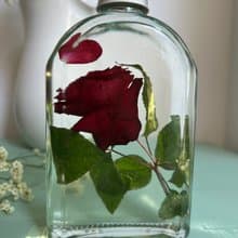Red rose in oil