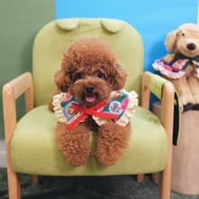 綠色懷舊朱古力 x 蛋黃間條 斗篷cut - 綁繩款