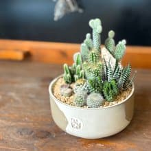 仙人掌沙漠風小盆栽 *掌上型12cm #一物一拍系列 #組合盆栽