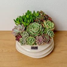 多肉組盆 小波浪圓陶盆白色 桌上型盆栽 開幕送禮 喬遷禮物 植栽