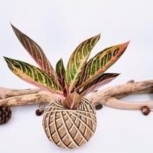 如意粗肋草苔球│蘇門答臘之傲│室內植物│窗邊植物│觀葉植物