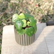 土培植栽│心願椒草_室內植物 辦公室盆栽 店內布置 送禮