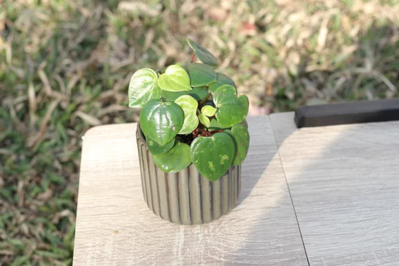 土培植栽│心願椒草_室內植物 辦公室盆栽 店內布置 送禮