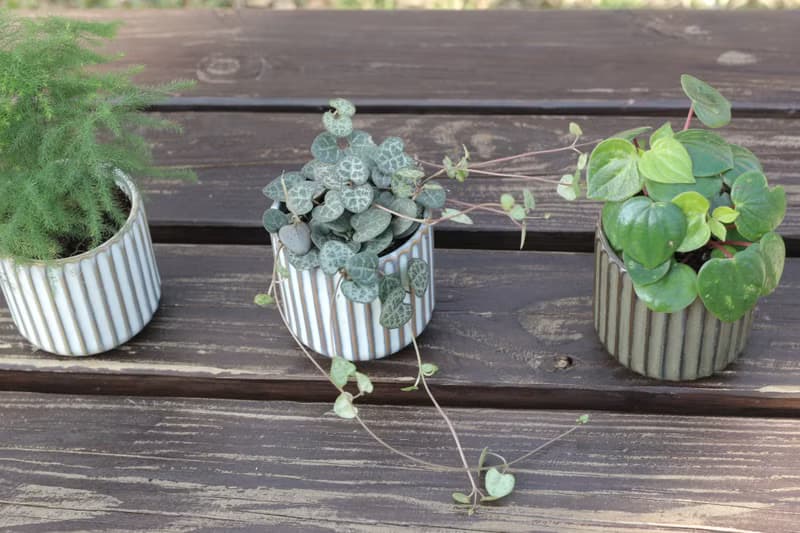 土培植栽│心願椒草_室內植物 辦公室盆栽 店內布置 送禮
