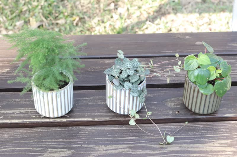 土培植栽│心願椒草_室內植物 辦公室盆栽 店內布置 送禮