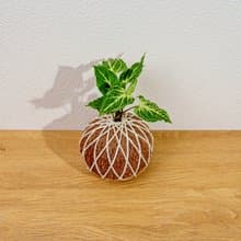 苔球植物 蠟染合果芋苔球 苔玉 禮物 送禮 桌上盆栽