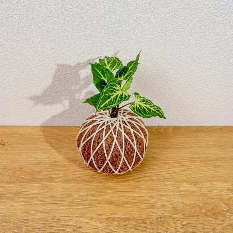 苔球植物 蠟染合果芋苔球 苔玉 禮物 送禮 桌上盆栽