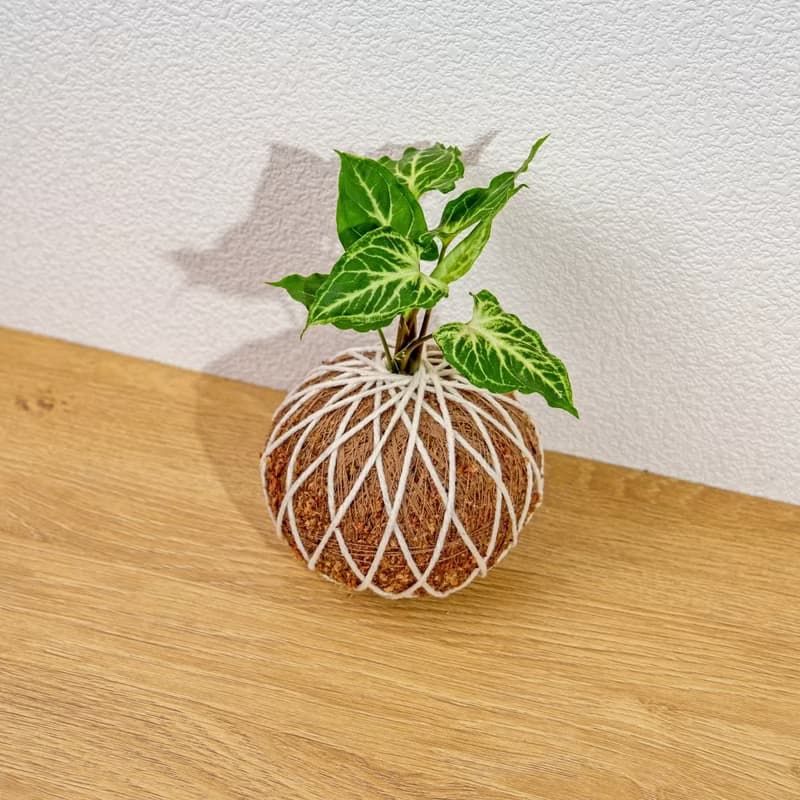 苔球植物 蠟染合果芋苔球 苔玉 禮物 送禮 桌上盆栽