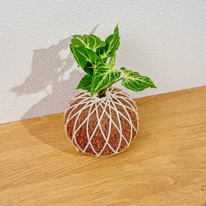 苔球植物 蠟染合果芋苔球 苔玉 禮物 送禮 桌上盆栽