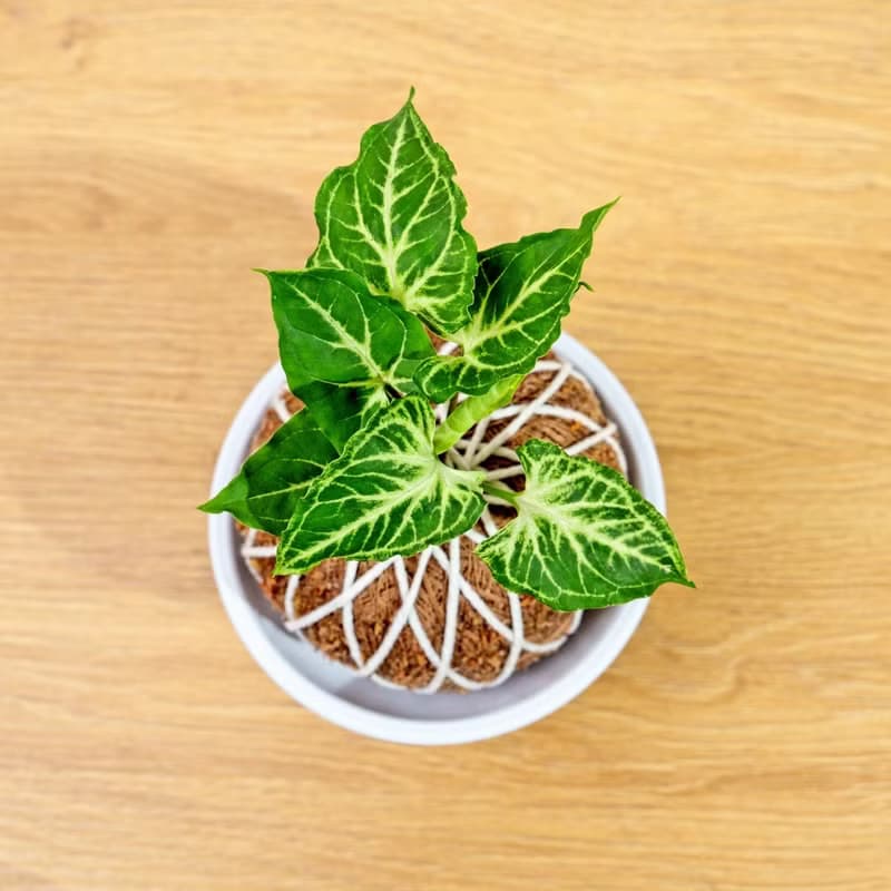 苔球植物 蠟染合果芋苔球 苔玉 禮物 送禮 桌上盆栽