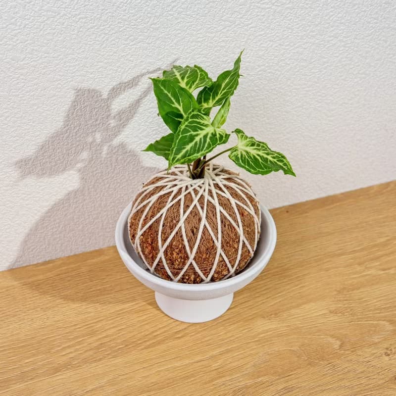 苔球植物 蠟染合果芋苔球 苔玉 禮物 送禮 桌上盆栽