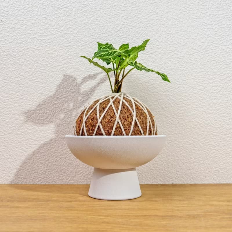 苔球植物 蠟染合果芋苔球 苔玉 禮物 送禮 桌上盆栽