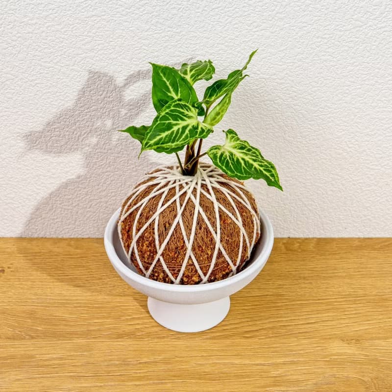苔球植物 蠟染合果芋苔球 苔玉 禮物 送禮 桌上盆栽