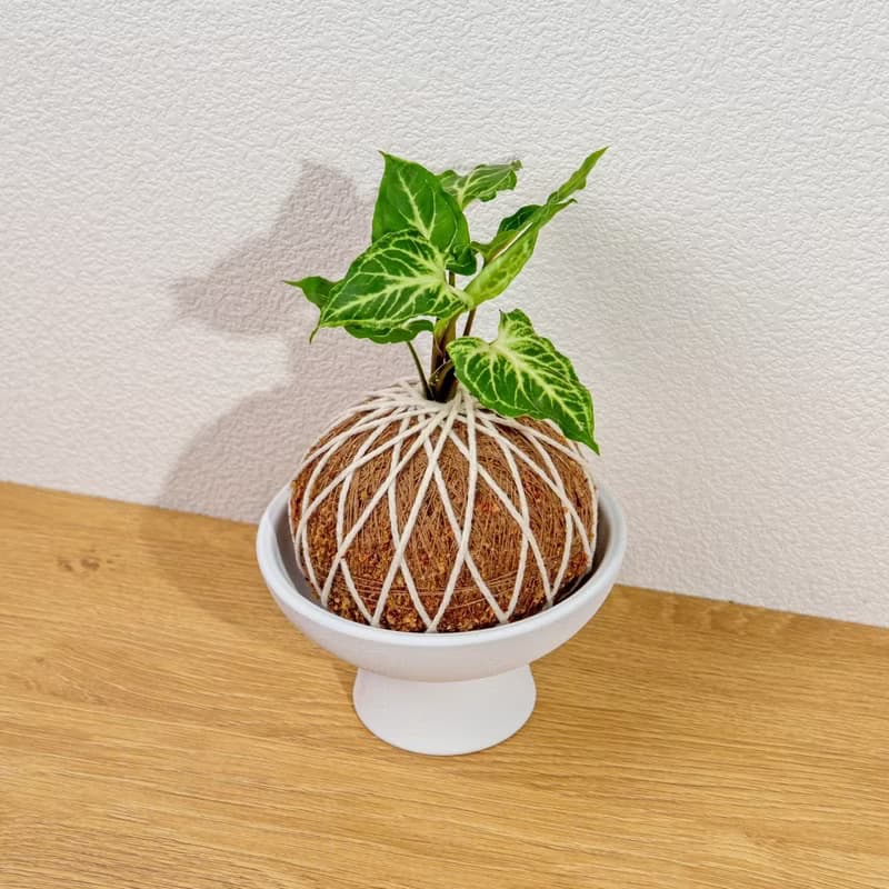 苔球植物 蠟染合果芋苔球 苔玉 禮物 送禮 桌上盆栽