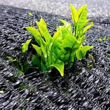 【證照課程】日本茶品評一級 (台北班)