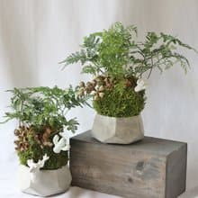 綠植星球/苔癬球+水泥盆+擴香石