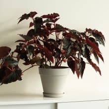 Begonia 黑葉秋海棠大植栽_荷蘭設計極簡霧面盆