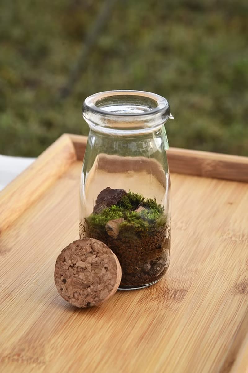 苔蘚生態瓶(小) DIY材料包+教學說明書