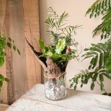 熱帶雨林 苔球植栽 開幕植栽