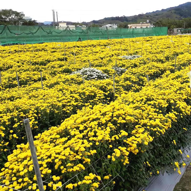 【島嶼安心杭菊茶】無燻硫 | 產銷履歷表 | 三角茶包