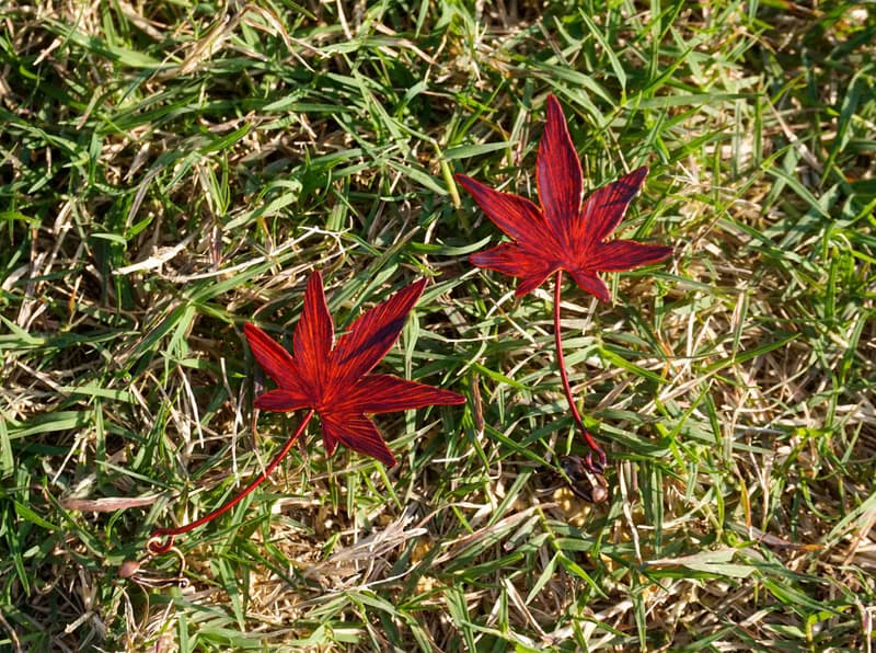 【訂製】五角楓葉造型耳環|耳夾|純手工|紅銅|禮物