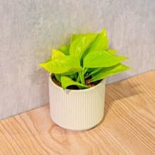 陽光葛 莫蘭迪色系直紋陶盆 室內植物 觀葉植物 禮物 盆栽