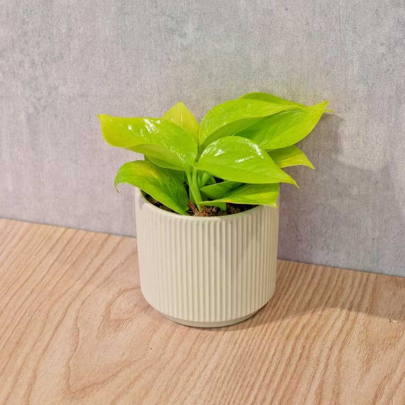 陽光葛 莫蘭迪色系直紋陶盆 室內植物 觀葉植物 禮物 盆栽