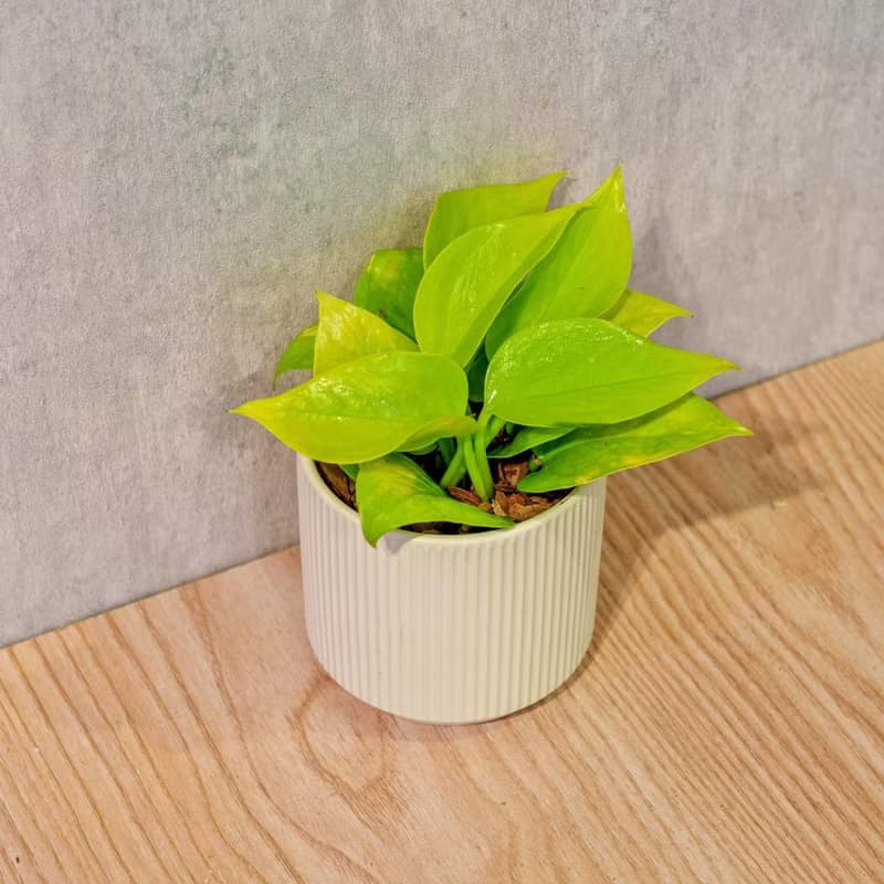 陽光葛 莫蘭迪色系直紋陶盆 室內植物 觀葉植物 禮物 盆栽