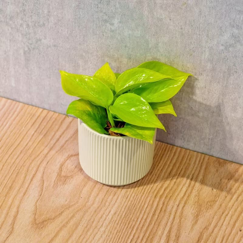 陽光葛 莫蘭迪色系直紋陶盆 室內植物 觀葉植物 禮物 盆栽