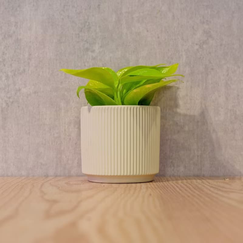 陽光葛 莫蘭迪色系直紋陶盆 室內植物 觀葉植物 禮物 盆栽