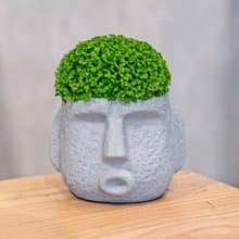 冰淇淋捲柏 摩艾人像 淺灰色 水泥盆栽 桌上型盆栽 喬遷禮物 植栽