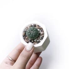 (現貨) 白灰漸層系列 | 星兜 小八角形水泥多肉植栽