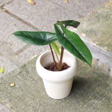植栽 盆栽 l 甲骨文觀音蓮  室內植物 辦公室盆栽 桌上型盆栽