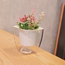 班葉絡石 初雪葛 免澆水方形盆栽 室內植物 觀葉植物 禮物 盆栽