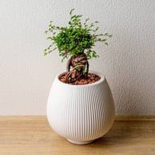 榆樹 線條圓陶盆白色 窄口 桌上型盆栽 開幕送禮 喬遷禮物 植栽