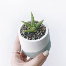 (預購) 莫蘭迪綠系列 | 姬葉虎尾蘭 圓形雙色漸層水泥植栽