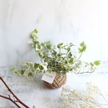 PD14常春藤小苔球 / 室內植物