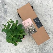 甜菊_零熱量天然甜味劑_香草禮物款